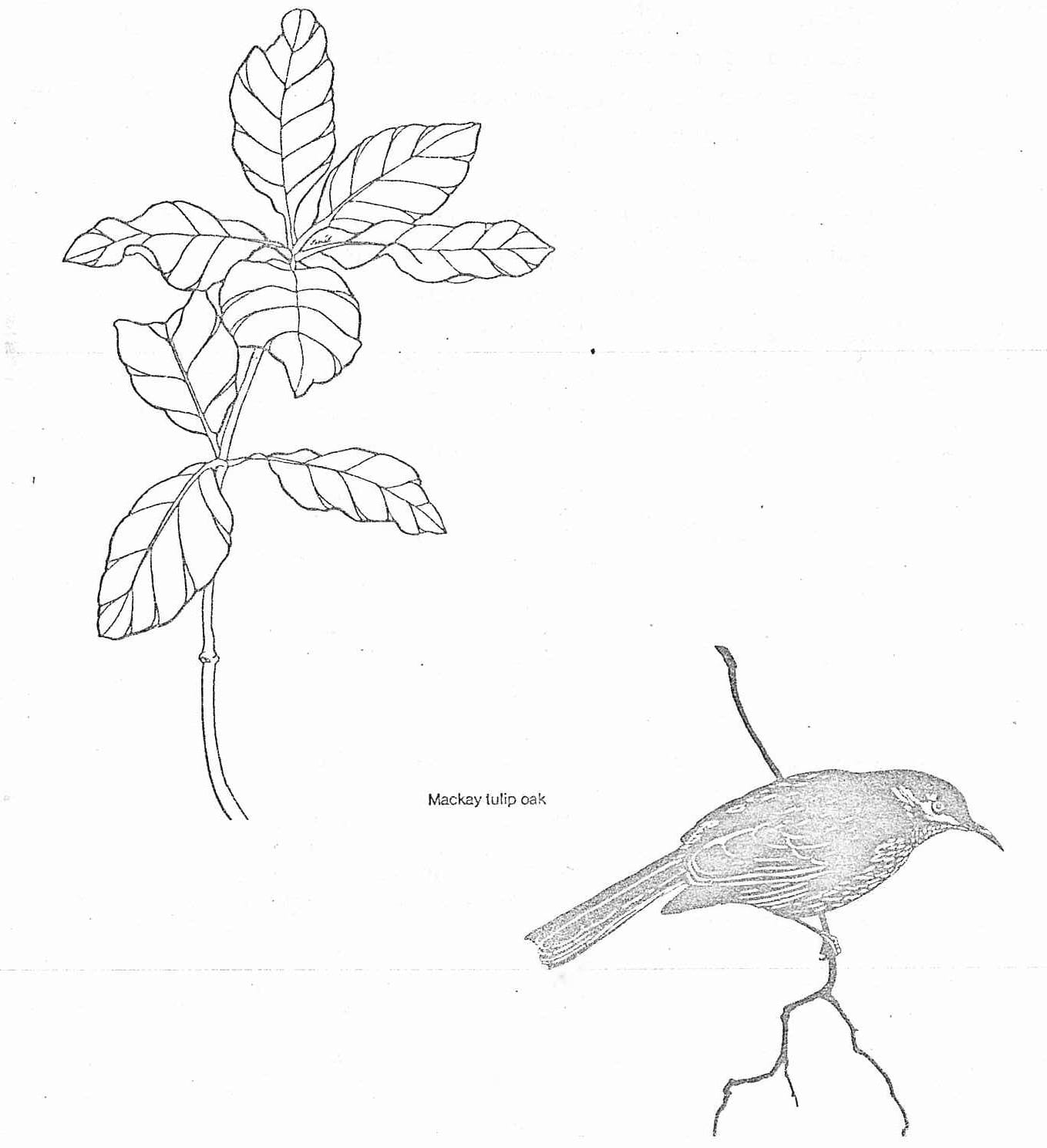 Mackay tulip oak