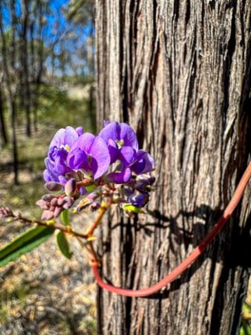Canyons, flowers and dinosaurs