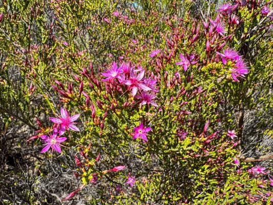 Canyons, flowers and dinosaurs