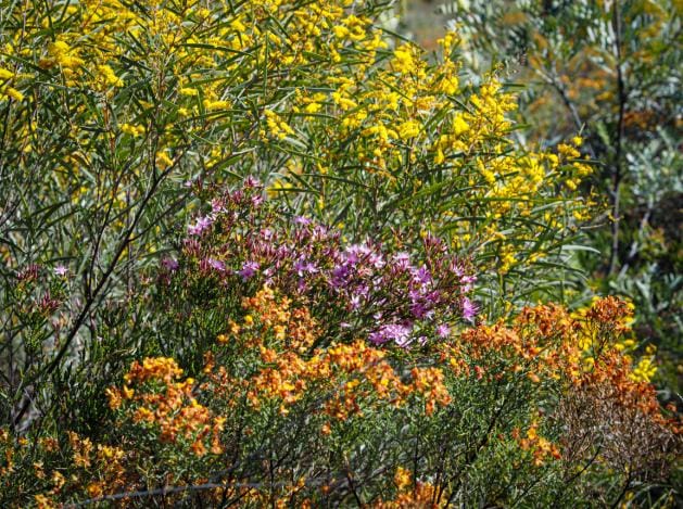 Canyons, flowers and dinosaurs
