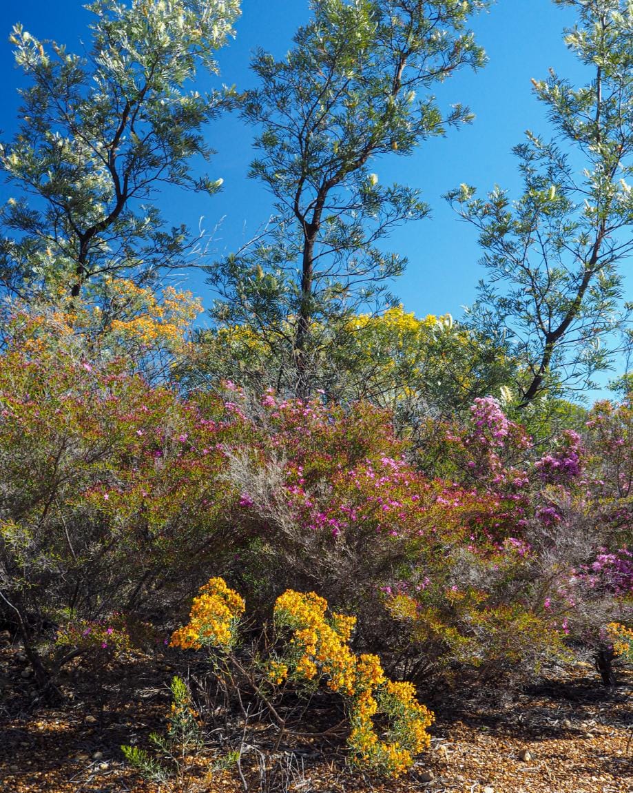 Canyons, flowers and dinosaurs